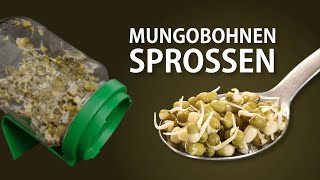 Mungbohnen keimen lassen – Anleitung: Mungobohnensprossen im Keimglas selbst ziehen
