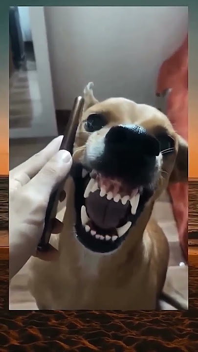 Dog's Reaction When Chatting on Cell Phone #unique
