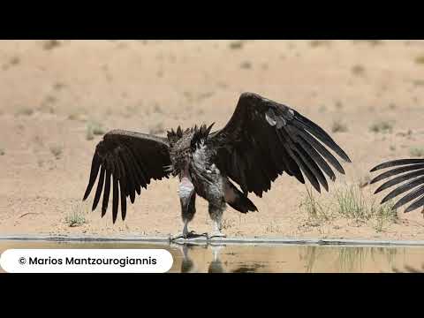Lappet faced Vulture in DDCR by Marios Mantzourogiannis