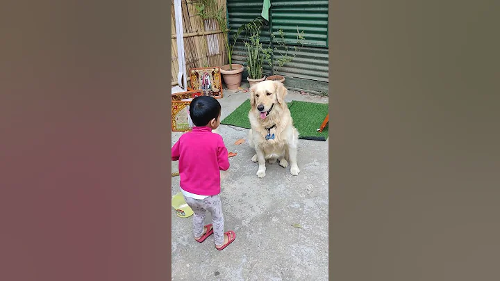 He will always be the cutest puppy #dog #goldenretriever