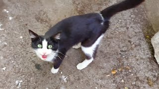 Youngest Mother Cat Meowing Non Stop For Food