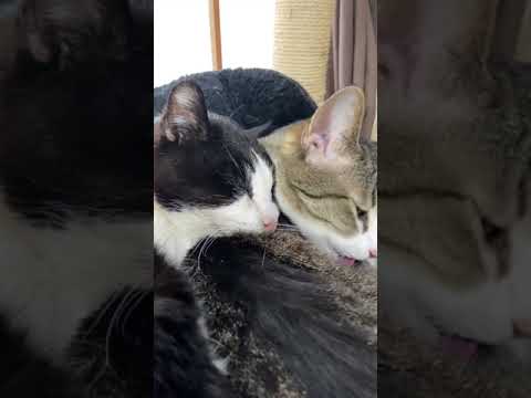 自分の毛づくろいと相手の毛づくろいを同時に行う猫 - Cats licking the other cat - #Shorts