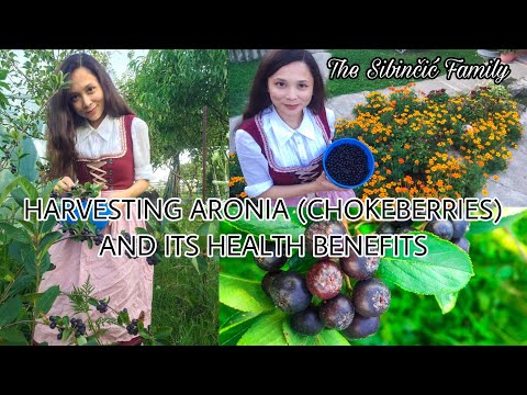 HARVESTING ARONIA (CHOKEBERRIES) AND ITS HEALTH BENEFITS | EVERYTHING YOU NEED TO KNOW ABOUT ARONIA