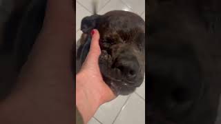 Dog's Face Mangled After Severe Abuse, Her Nose Distorted & One Of Her Eyes Missing... [Story Below] by CUDDLY 94 views 4 days ago 2 minutes, 7 seconds