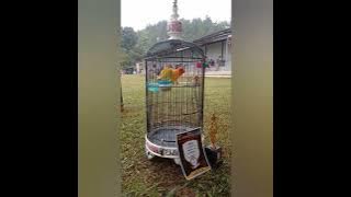 lovebird SADEWA konslet jantan gaya mewah jebolan Markas GOHAN SF Pemalang