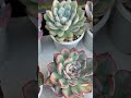 【vlog2】akko's Succulent tray 