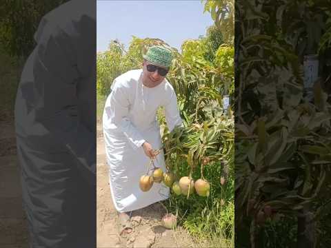ثمار مانجو أر تو في سلطنة عمان
