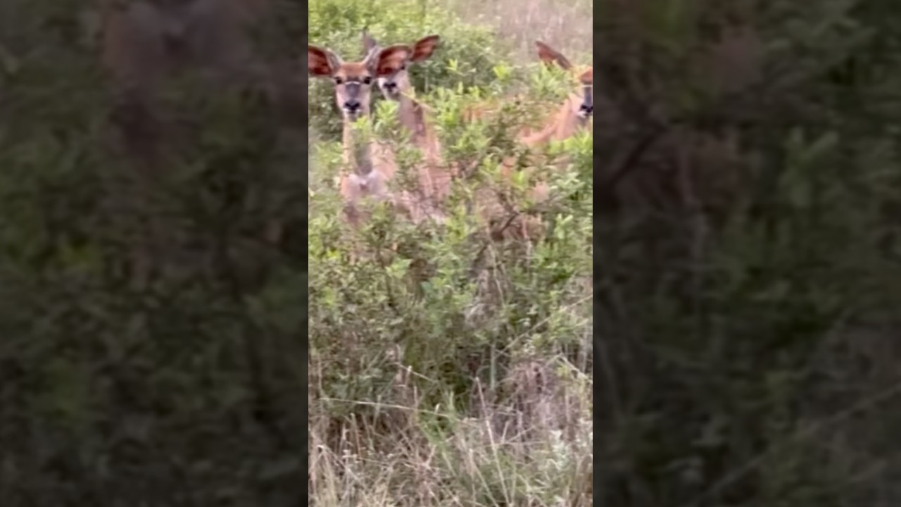 Female Nyalas | wildlife Africa