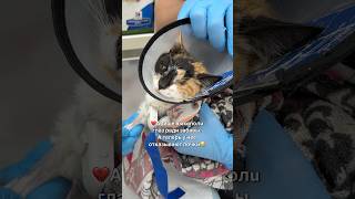 💔Арише выkoлолu глаз ради забавы. А теперь у нее отказывают почки😭