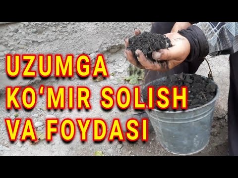 Video: Kuzgi bog'dorchilik bo'yicha maslahatlar: bog'ingizni kuzga qanday tayyorlash mumkin