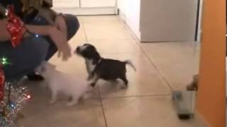 Miniature Bull Terrier Female