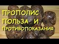 Прополис лечебные свойства и противопоказания