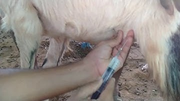 Giving Subcutaneous Injection to sheep in slow motion video