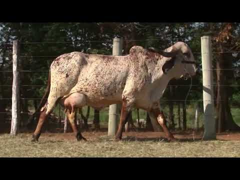 LOTE 8  EDIÇÃO ESPECIAL GIR LEITEIRO   ESTÂNCIA BELA VISTA   CAL 11045