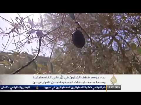 معاناة الفلسطينيين في موسم قطف الزيتون