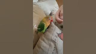 what to do if a love bird bites you ❤️‍🩹🦜