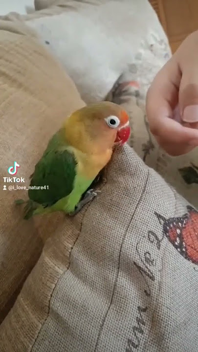 what to do if a love bird bites you ❤️‍🩹🦜