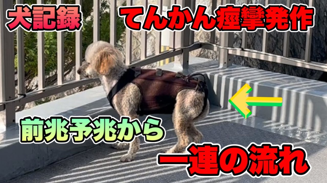 てんかん発作の前兆から一連の流れをご紹介します。幾つかパターンがあるので、今後動画に上げていきます。