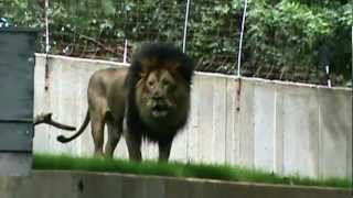 Luke the Lion Roaring at the DC ZOO