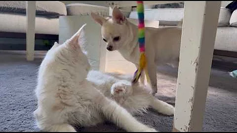 Video 11759211: maine coon kitten playing, maine coons wild