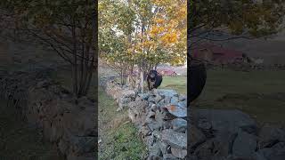 Sahibinin Sesini Duyması Yeterli Görmesine Gerek Yok. (Manda) Resimi