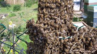 И снова пчёлы роятся #рой#пчёлы#пасека#работа#мёд#