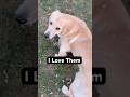 They are Life Changing  #love #dogs #dog #shorts #motivation #youtubeshorts