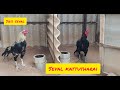 Sasi seval farm update seval kattutharai