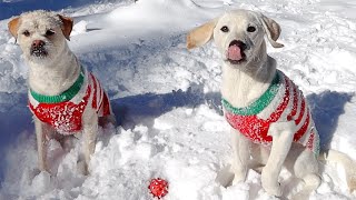 LABRADOR PUPPY'S FIRST SNOWDAY!