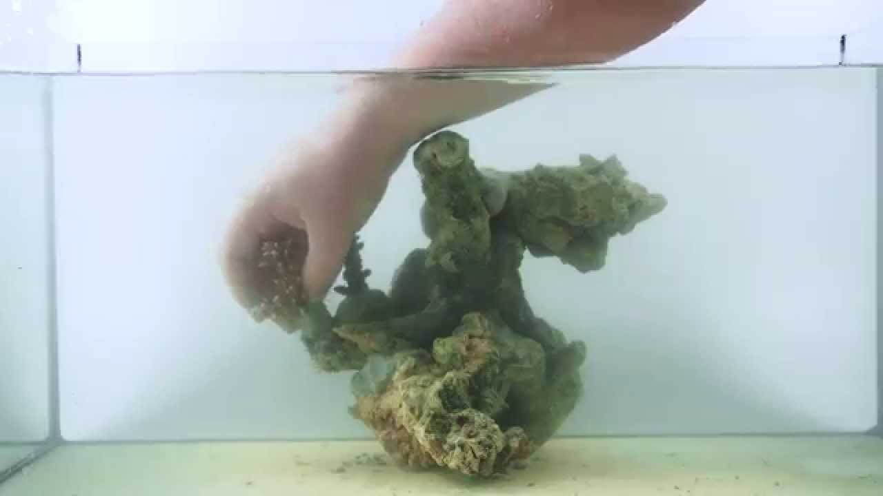 Reef Aquascaping Cement - Reef Tank Aquascapes 15 Stunning Design Tips