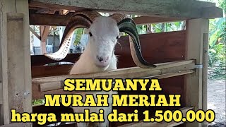 Update harga domba garut terbaru di kandang