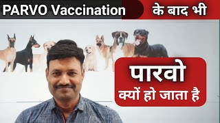 Parvo Vaccine Failure for dogs   Ramawat Dog care