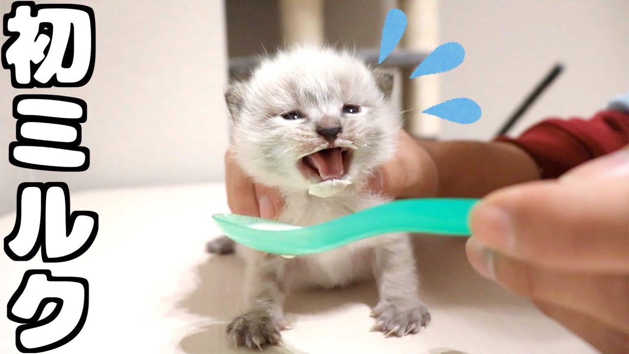 赤ちゃん猫が泣きながらも初ミルクに挑戦 Youtube