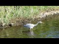 Heron catching a fish at Inverness