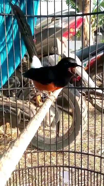 Murai batu isian Tengkek Buto