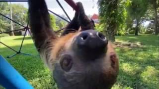 The Most Laziest Sloth by Kennys Wild Things 1,090 views 4 years ago 2 minutes, 25 seconds