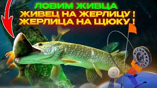 Наловили живца! Живец на жерлицу, а Жерлица на щуку! We caught live bait!