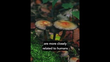 Did you know that MUSHROOMS...