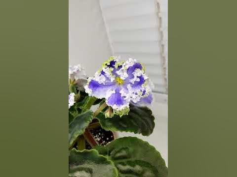 Фиалка Kei-Yoki - YouTube