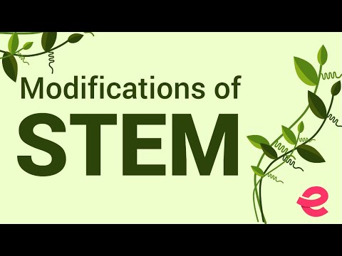 Video: Apa yang dimaksud dengan stem equi?