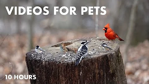 Video 4073141: canadian forest, cat pets