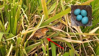 Melihat Aktivitas Burung Cici Merah/Salome Membuat Sarang Di Padi