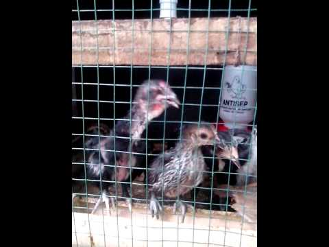 15 Cara Merawat Ayam Aduan Muda Seputar Hobi Indonesia