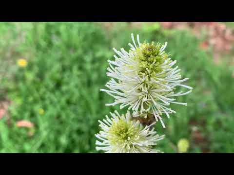 Video: Blühende Fothergilla