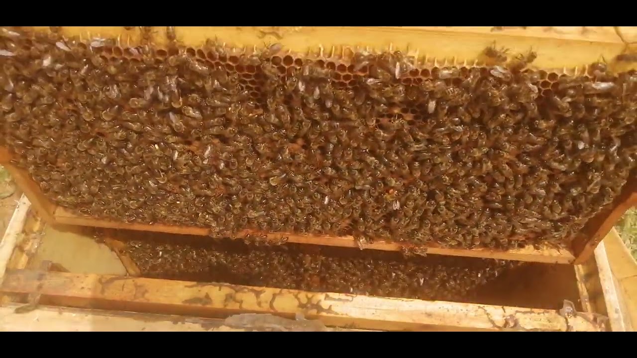 ضرورة تجديد إطارات النحل بوضع شمع الأساس /معلومات مهمة خلال فحص هذه الخلية..