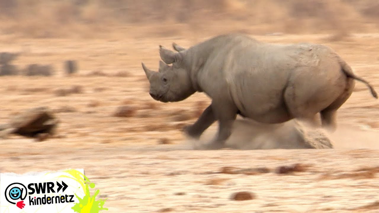 Baraka, das blinde Nashorn (2) | Mein Bruder und ich im Tierreservat in Kenia | SWR Kindernetz