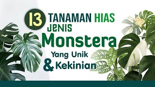 13 Tanaman Hias Jenis Monstera, Yang Unik Dan Kekinian