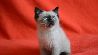 Купить шотландского котенка. Котята для Вас: шотландские прямоухие сил-поинт окраса. Купить шотландского котенка. Котята для Вас: шотландские прямоухие сил-поинт окраса.