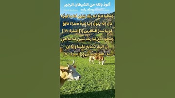 حفظ سورة البقرة آية 69/70/71