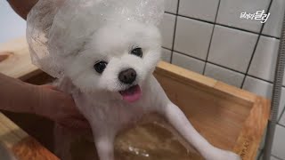 [Eng Sub] A scary secret behind a dog Darly's happy day